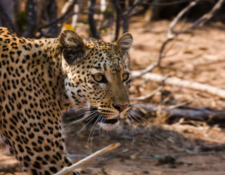 Circuit Du Parc Chobe au Cap de Bonne Espérance
