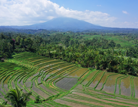 Combiné Jungle, Rizières et Sable de Bali 4*
