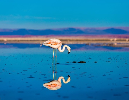 Circuit Chili : Beautés sauvages - 1