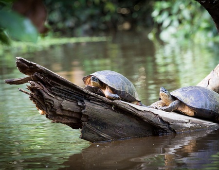 Circuit Cap sur le Costa Rica et Tortuguero - 13J/11N