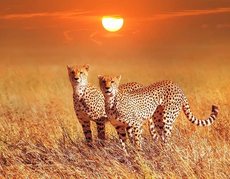 Circuit Indispensable Kenya + plage de Diani - 5