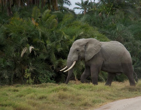 Safari Privatif - Evasion Sauvage en Tanzanie