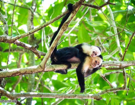 Circuit Costa Rica, où la nature prend vie sans balnéaire - 2