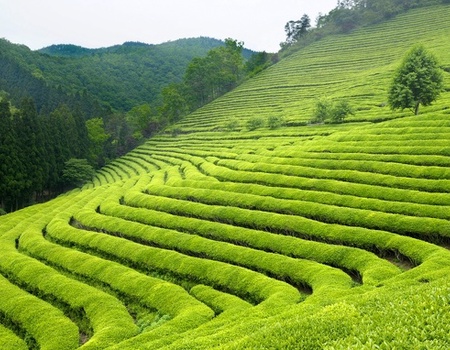 Circuit Individuel : La Grande Boucle de Corée - STD* - 3