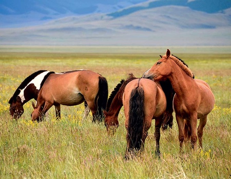 Circuit Majestueux empire de Gengis Khan - 1