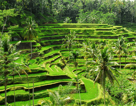 Circuit Joyaux de Bali et Sidemen - 5