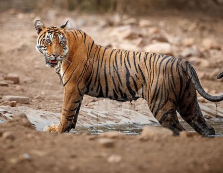 Mon Circuit Privé Entre Tigres et Palais - New Delhi, Inde - Image 1