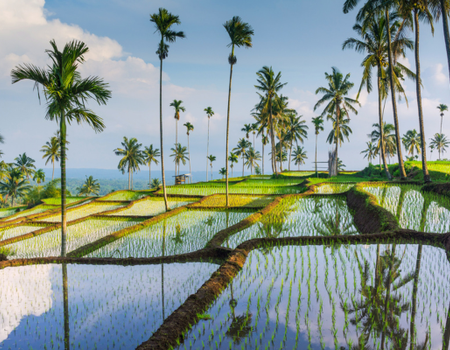 Combiné Jungle, Lombok et Sable de Bali **Durée au Choix** - 3