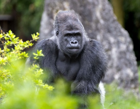 Découvrez le Zoo de Beauval en séjournant dans un hôtel avec spa - 4*