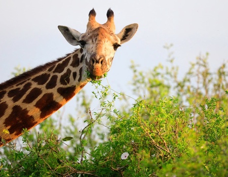 Circuit Découvertes Kenyanes et séjour hôtel Leopard Beach Resort 4* - 5