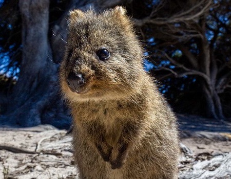 LA GRANDE TRAVERSEE DE L'AUSTRALIE - 2