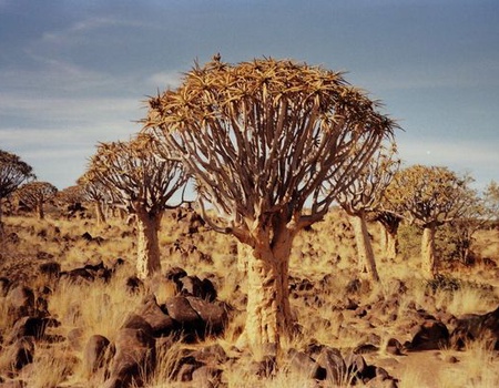 Circuit Splendeurs de Namibie et Séjour Fish River Canyon 15J/12N