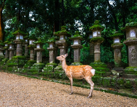 Circuit Individuel : Japon mythique et îles tropicales - 3** - Osaka, Japon - Image 5