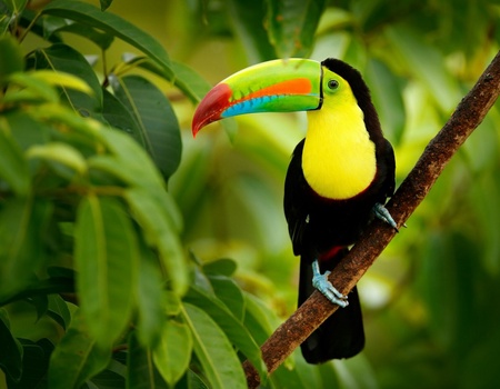 Cap sur le Costa Rica - 10J/8N - 2026 - Limité à 20 pers. - 4