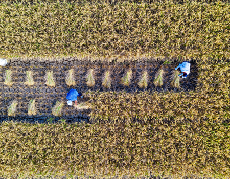 Circuit Nature, Traditions et bord de Mer, de Munduk à Canggu en Privatif - 3