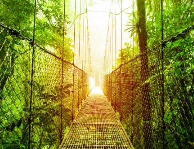 Forêt du Costa Rica