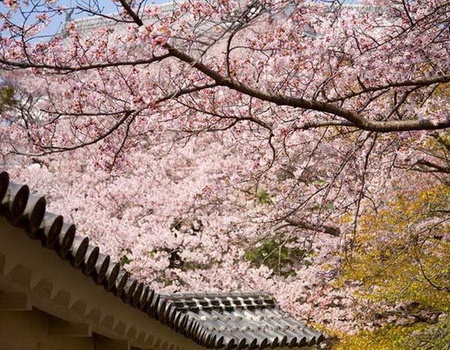 Circuit privé - Le Japon des villes et des campagnes - 4