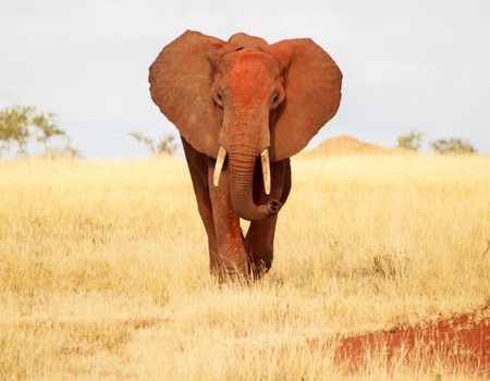 Safari Ngutuni/Taita Hills & Séjour au Crystal Bay Resort 4*sup nl