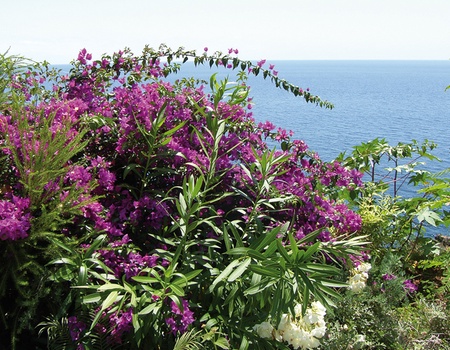 Madère en liberté - Flex - Madère - 3