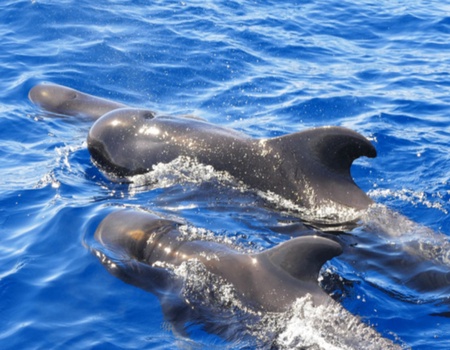 Combiné îles Ténérife et Grande Canarie - Grande Canarie, Canaries - Image 3