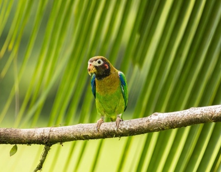 Rendez-vous en Terre Tica 2026 - San Jose, Costa Rica - Image 3