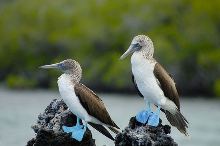 Splendeurs de l'Equateur & Extension Galapagos Terrestre 15J/13N - 2025 - 2