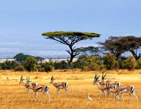 Circuit Tanzanie sauvage - 3