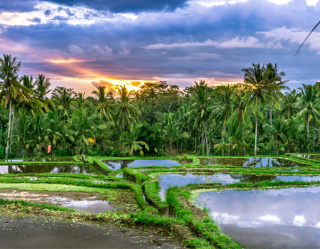 Combiné De la Jungle d'Ubud au Sable de Bali 4* - 5