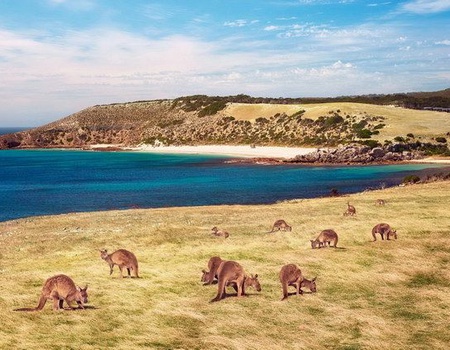 CIRCUIT L'AUSTRALIE EN LIBERTE ET GREAT OCEAN ROAD ET KANGAROO ISLAND - Melbourne, Australie - Image 5