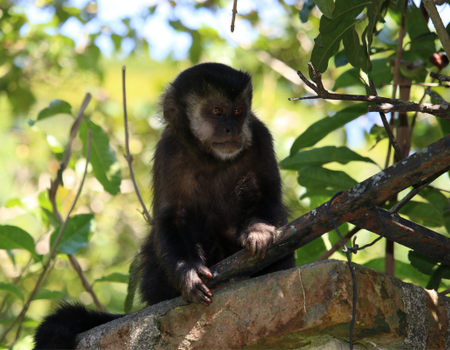 Circuit Aux Rythmes de la Bossa Nova : de Rio à l'Amazonie - 5