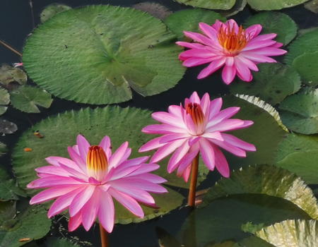 Circuit Jasmin du Siam à Phuket 4* - 1