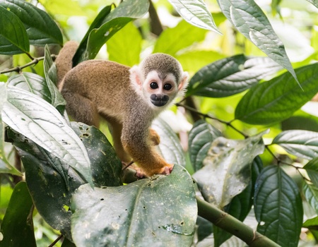 Circuit Sur la trace des Incas : de la Vallée Sacrée aux profondeurs de l'Amazonie - 4
