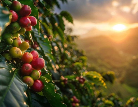 Circuit Découverte de la Colombie - Extension Iles du Rosaire - 3