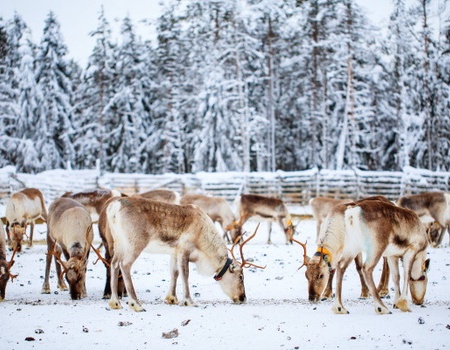 Club Framissima Holiday Club Laponie (activités incluses) - 3