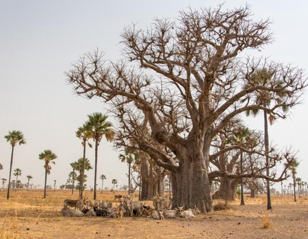 Casamance, des Iles et des Hommes - De Dakar à Dakar