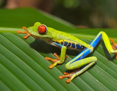Les sentiers du Costa Rica