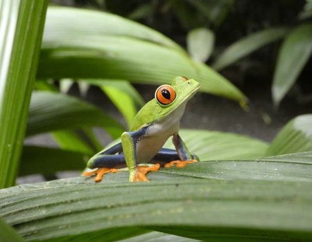 Immersion au Costa Rica 12J/10N - 2025 - 5