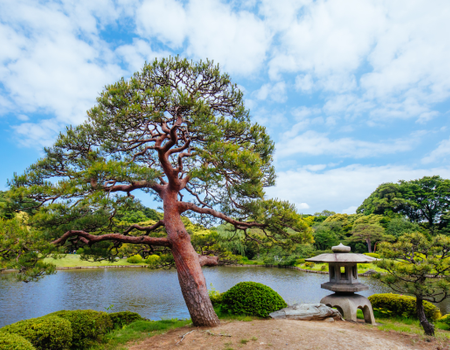 Circuit Capitales Nippones en Liberté, de Kyoto à Tokyo 3* - 5