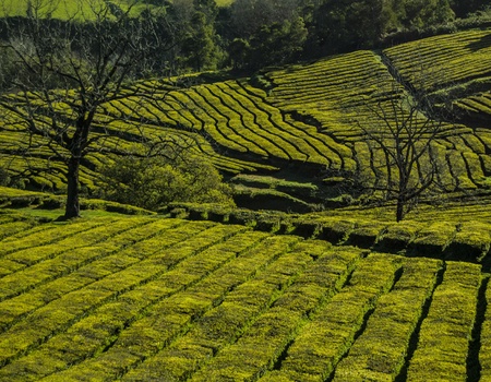 Au Coeur des Açores - Iles des Acores - 5