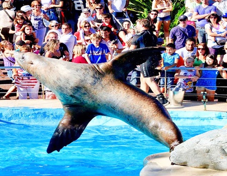 À La découverte des animaux marins à Marineland ! - 3*