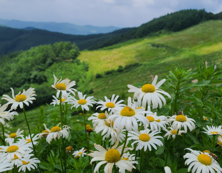 Circuit Corée du Sud, Terre de Contrastes - 5