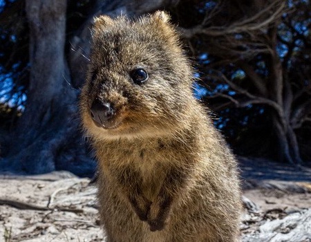 La Grande Traversée de l'Australie - 5