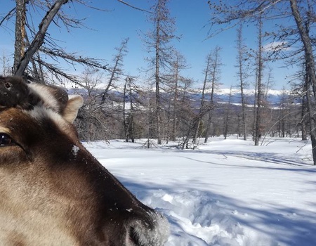 Circuit En terres Tsaatan - 3