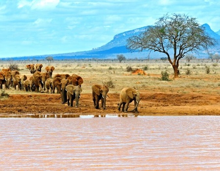 Safari Tsavo East 1N & Séjour au Kappa Club AHG Lion Beach Resort 4*nl