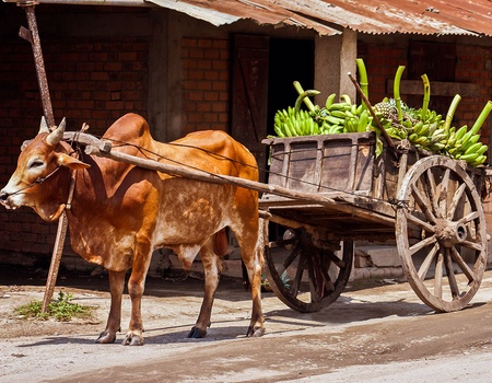 Circuit Mosaïque Malgache - 4