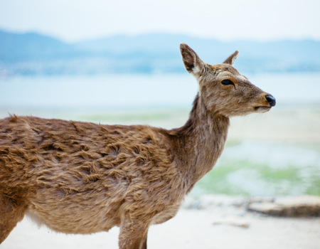 Circuit Trésors de l'Archipel Nippon - 5