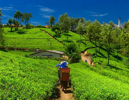 Circuit Les Incontournables du Sri Lanka et Extension Anantaya Resort & Spa 5*nl - 2