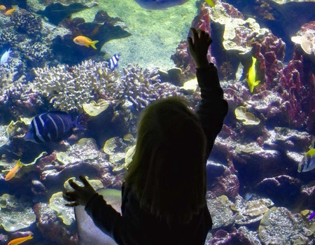 Séjour familial à l'Aquarium Nausicaa 4*