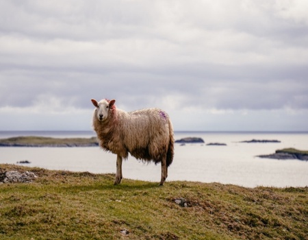 Autotour Sur les routes sauvages d'Irlande depuis Cork - Cork, Irlande - Image 5