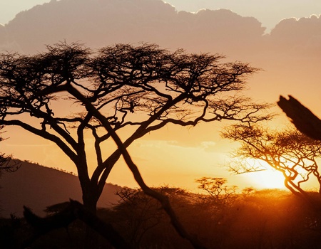 Circuit Lumières d'Afrique Safari au coeur du Kenya - 4